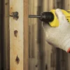 Stanley Rotary Drill - 550W - Image 4
